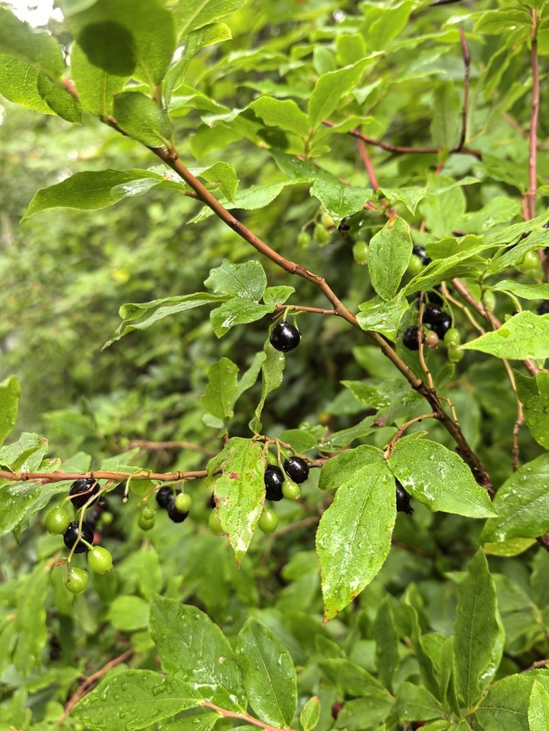Vaccinium arctostaphylos photo 7