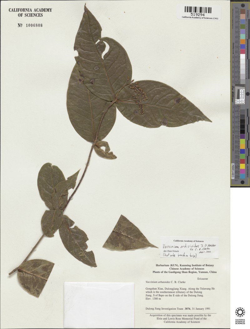 Vaccinium ardisioides