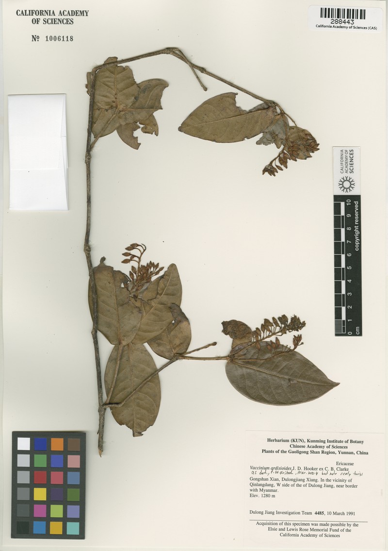 Vaccinium ardisioides photo 2