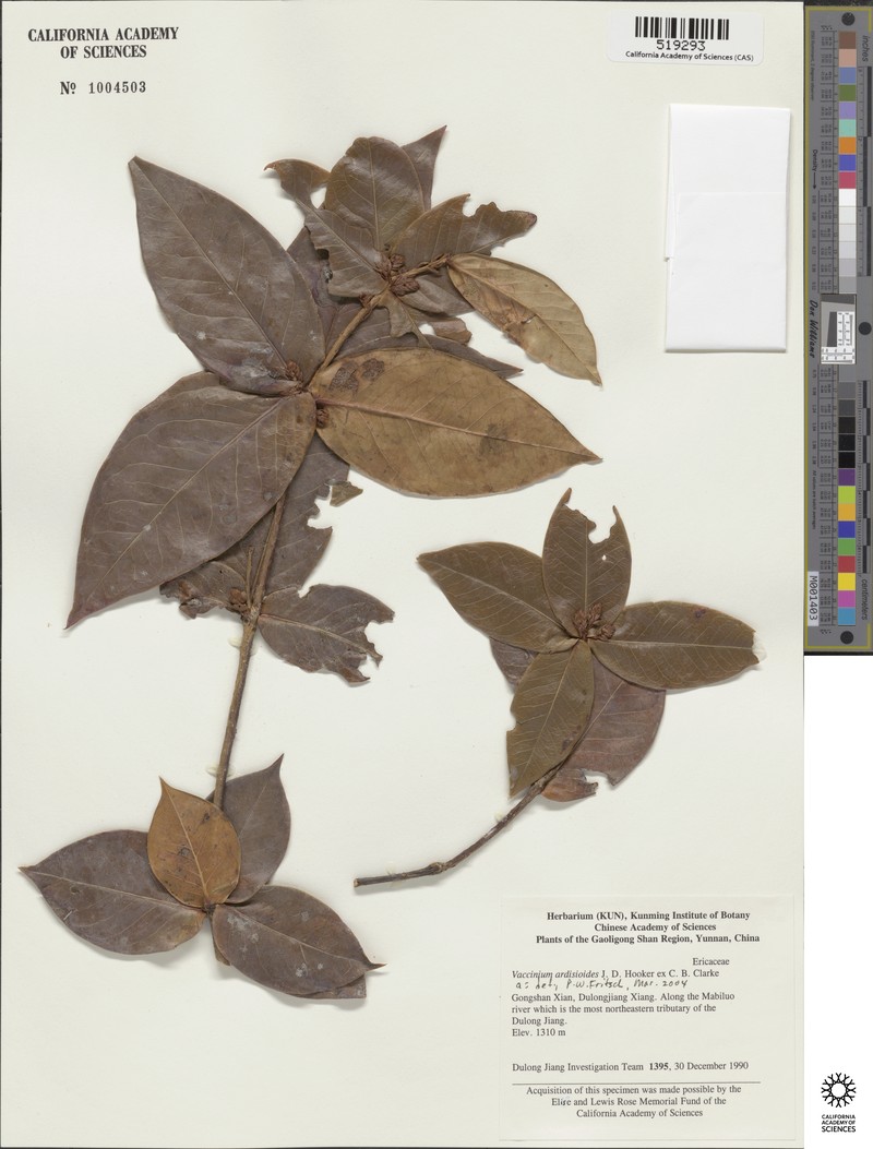 Vaccinium ardisioides photo 3