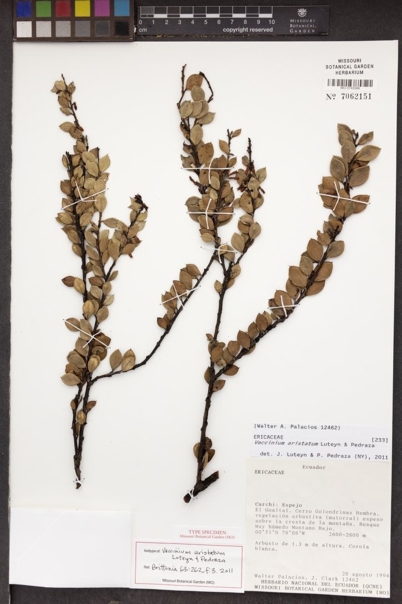 Vaccinium aristatum