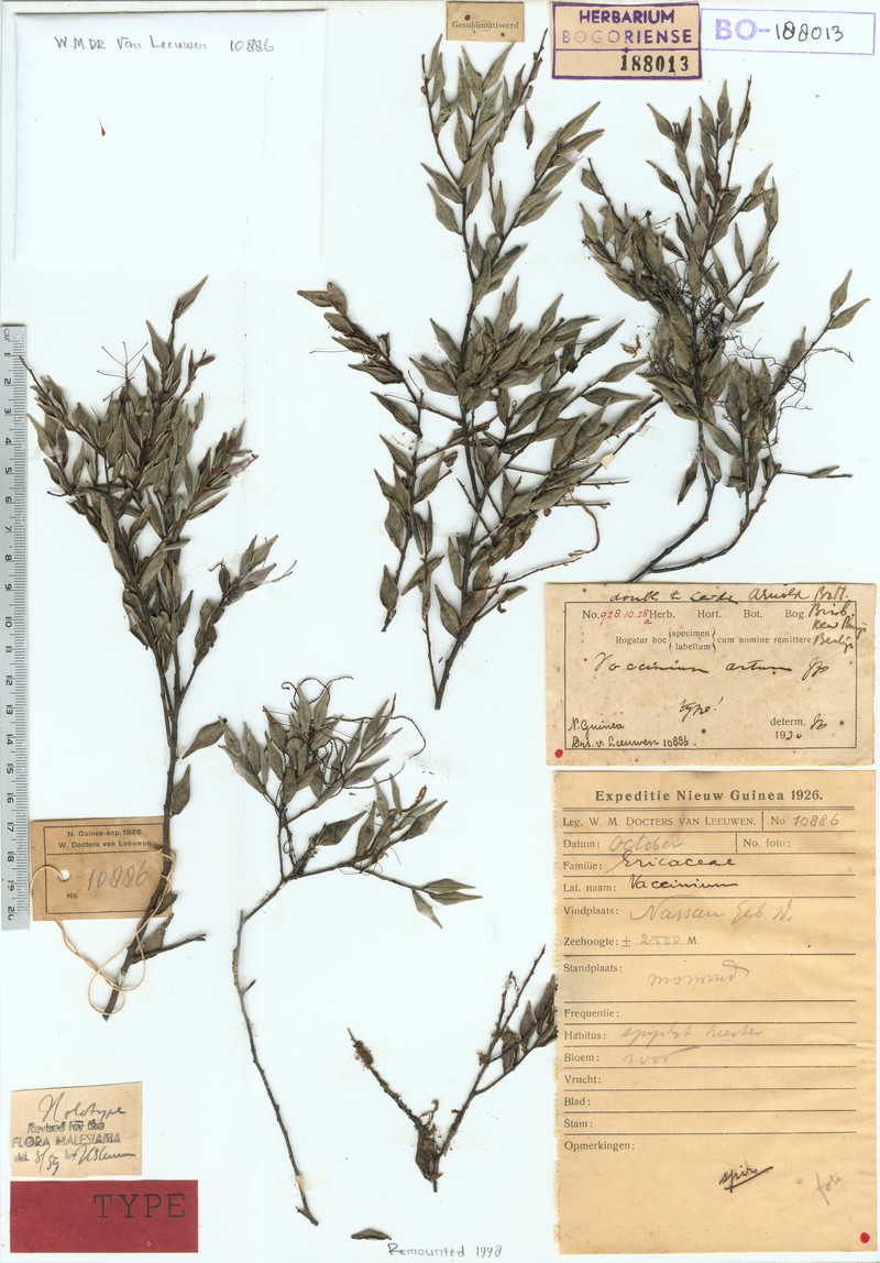 Vaccinium artum