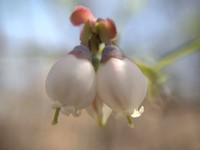 Vaccinium ashei