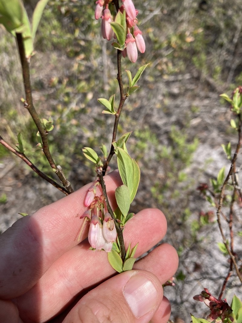 Vaccinium ashei photo 2