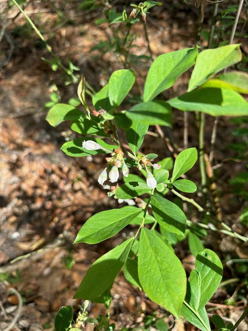 Vaccinium ashei photo 3