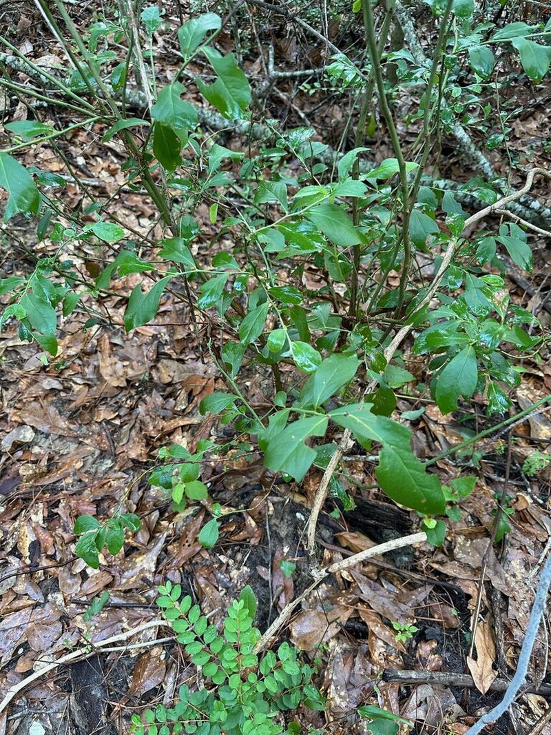 Vaccinium ashei photo 4