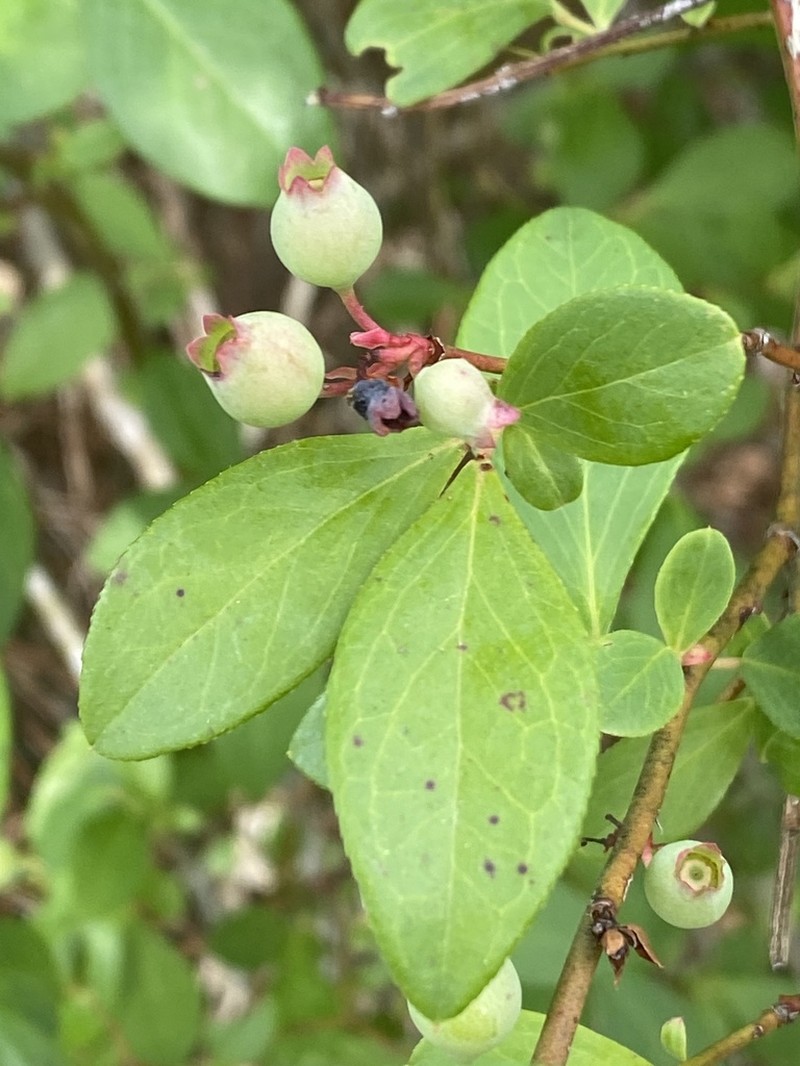Vaccinium ashei photo 5