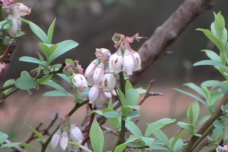 Vaccinium ashei photo 6