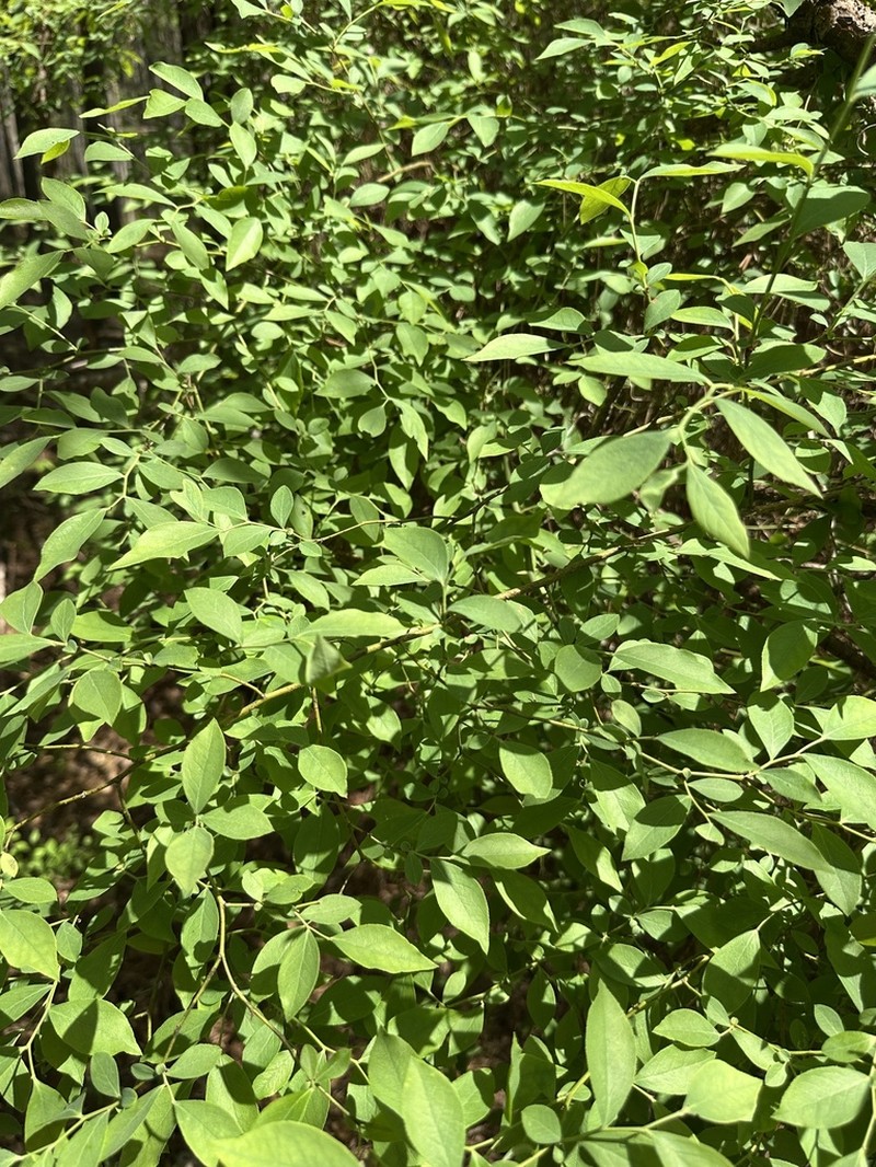 Vaccinium ashei photo 8