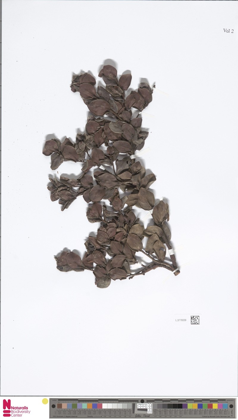 Vaccinium auriculifolium