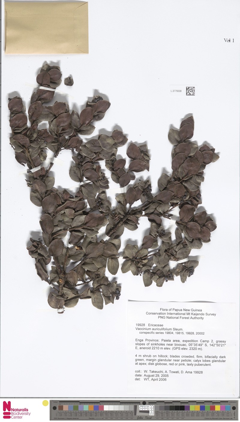 Vaccinium auriculifolium photo 2