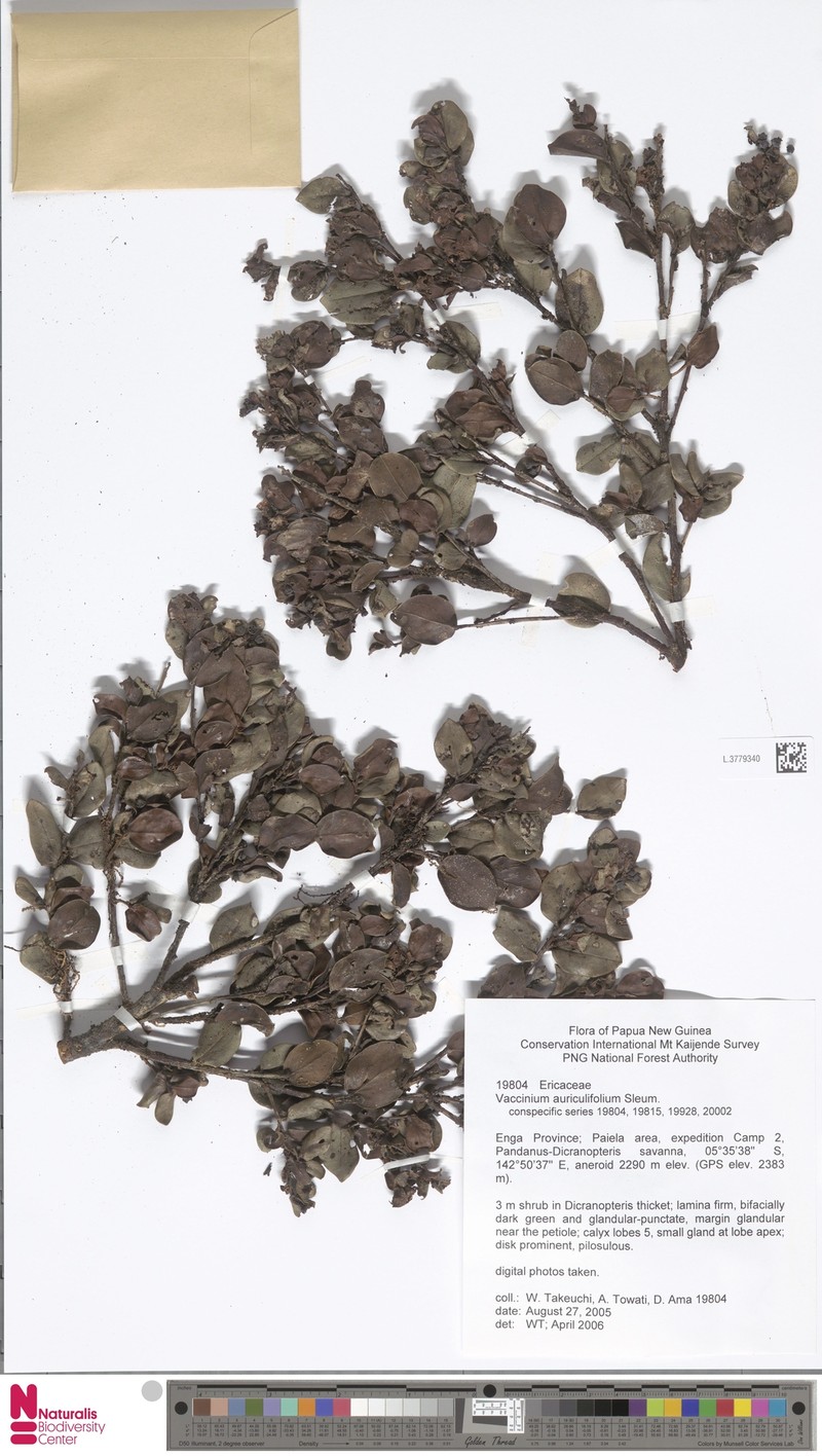 Vaccinium auriculifolium photo 3