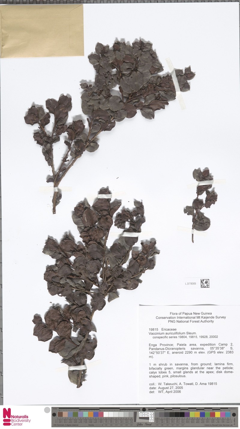 Vaccinium auriculifolium photo 4