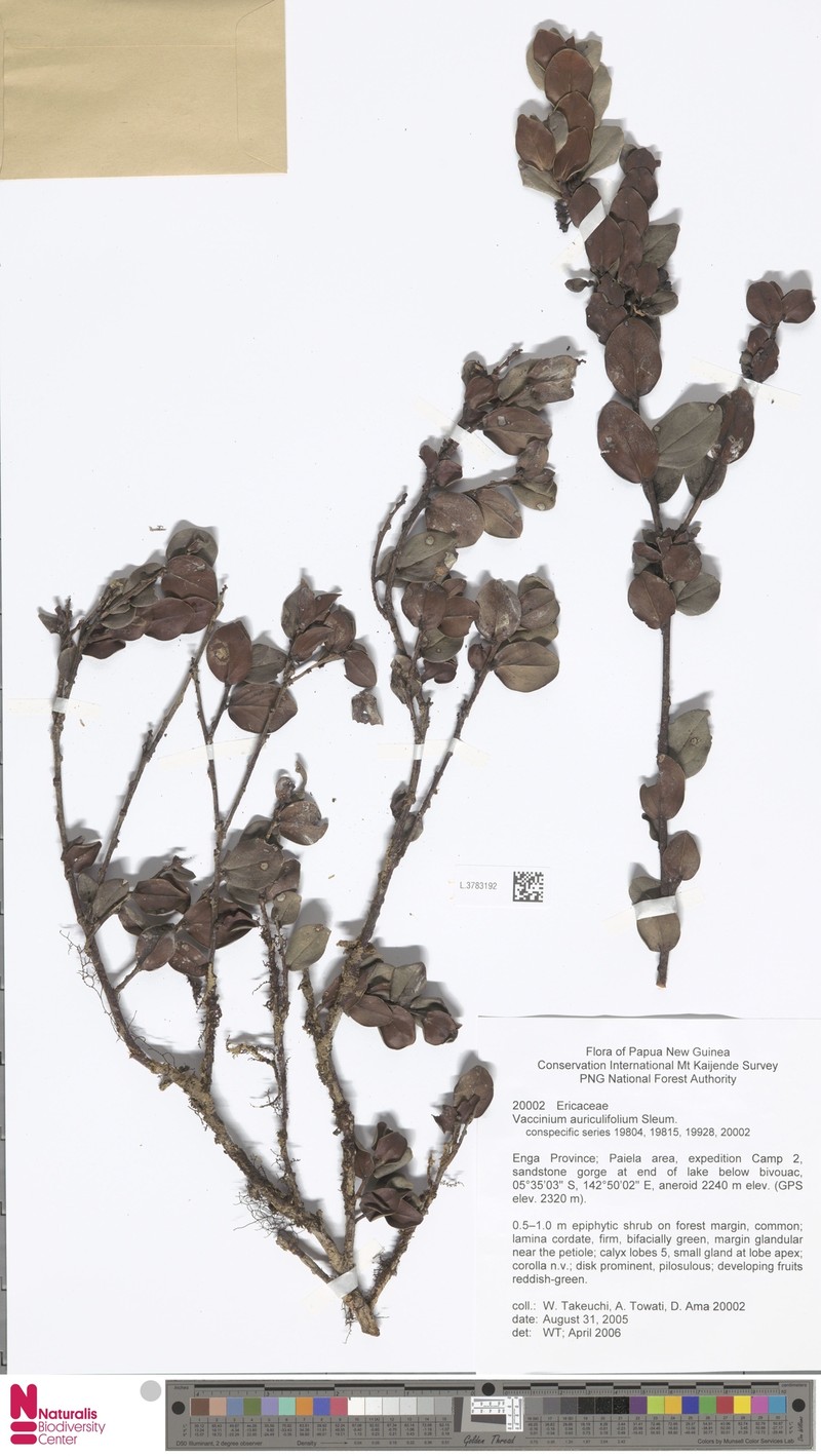 Vaccinium auriculifolium photo 5