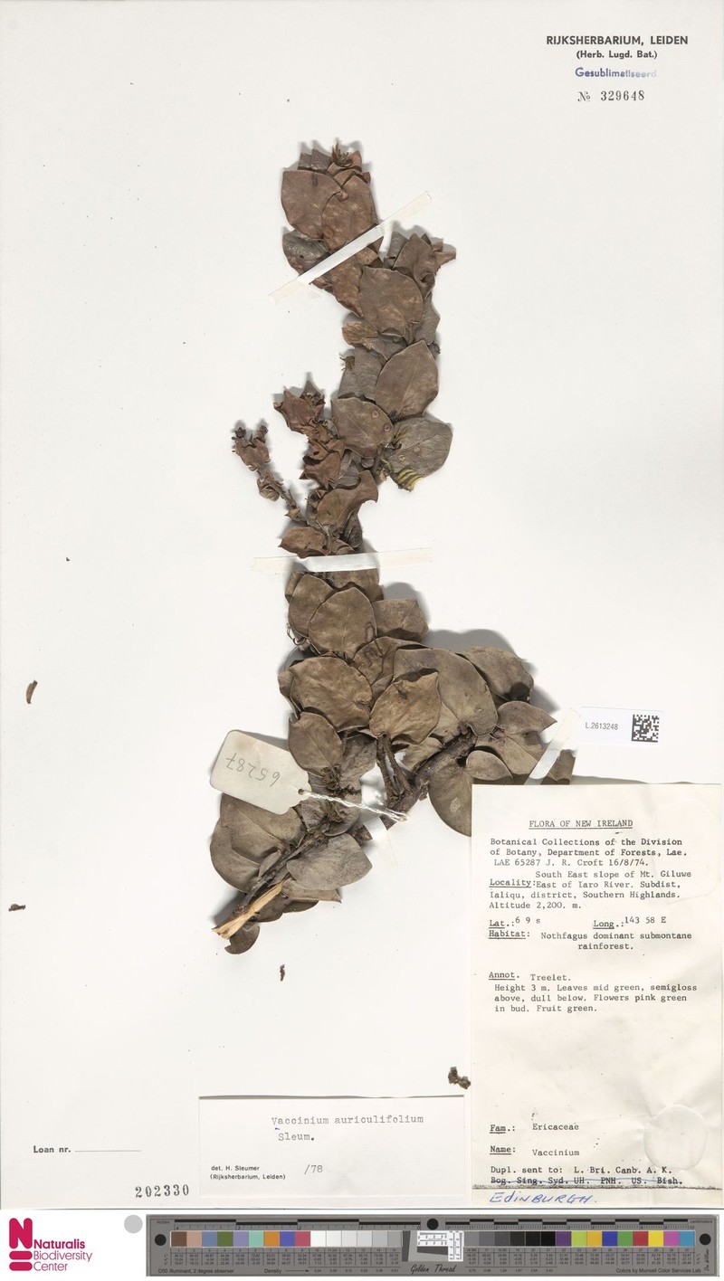 Vaccinium auriculifolium photo 6
