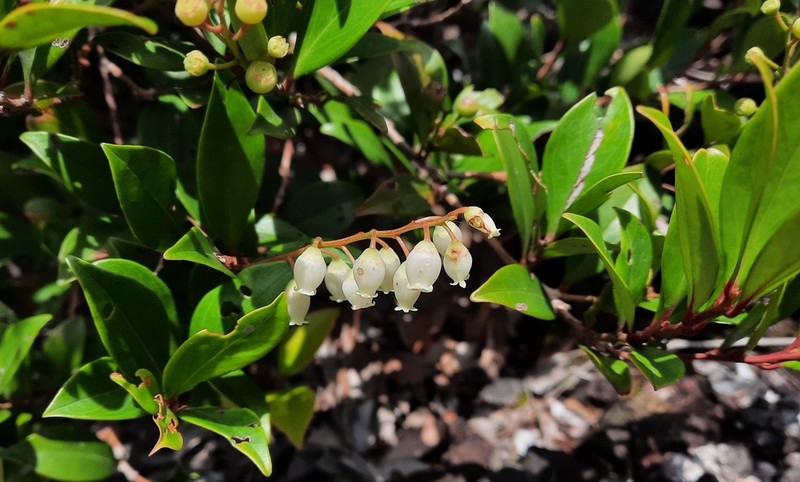 Vaccinium bancanum