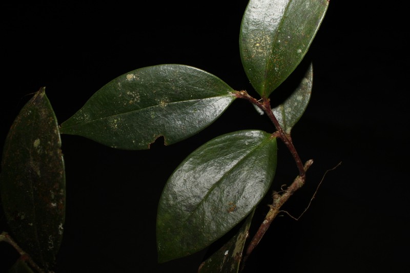 Vaccinium bancanum photo 2