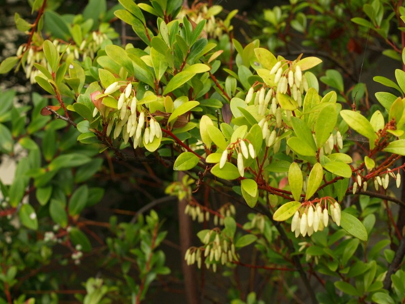 Vaccinium bancanum photo 3