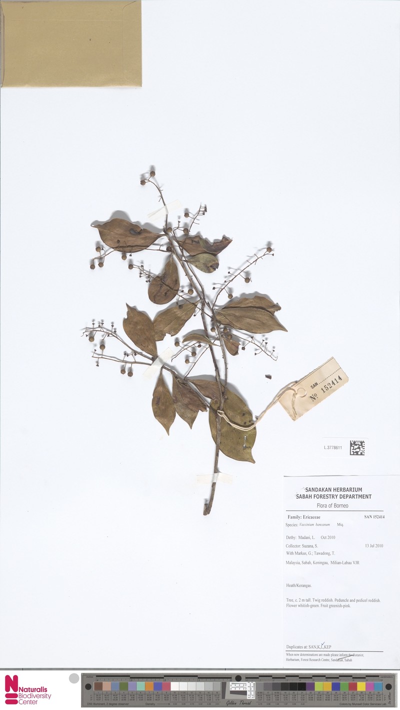 Vaccinium bancanum photo 4