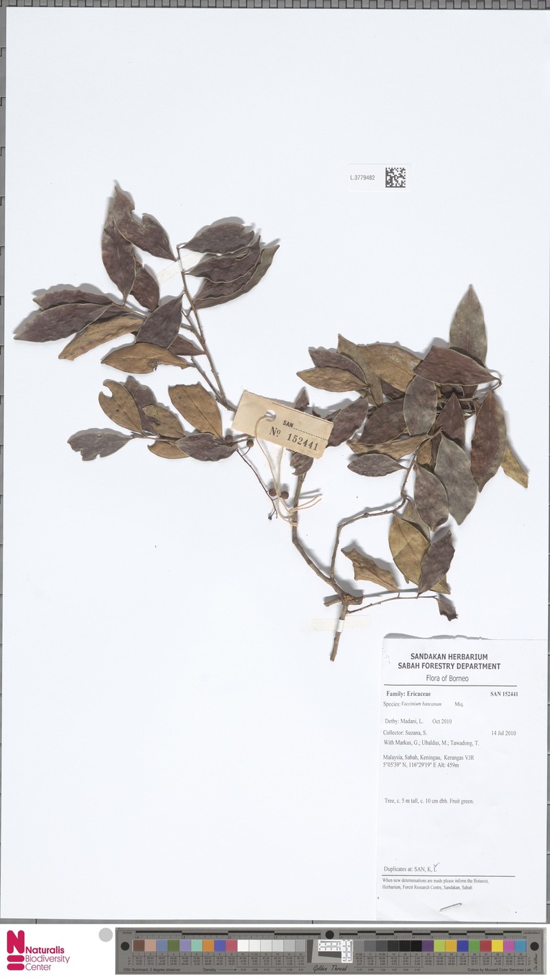 Vaccinium bancanum photo 5