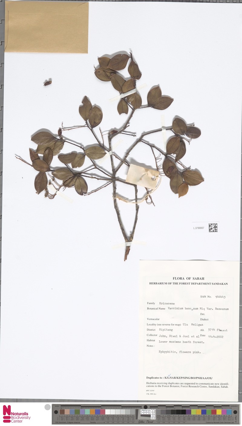 Vaccinium bancanum var. bancanum