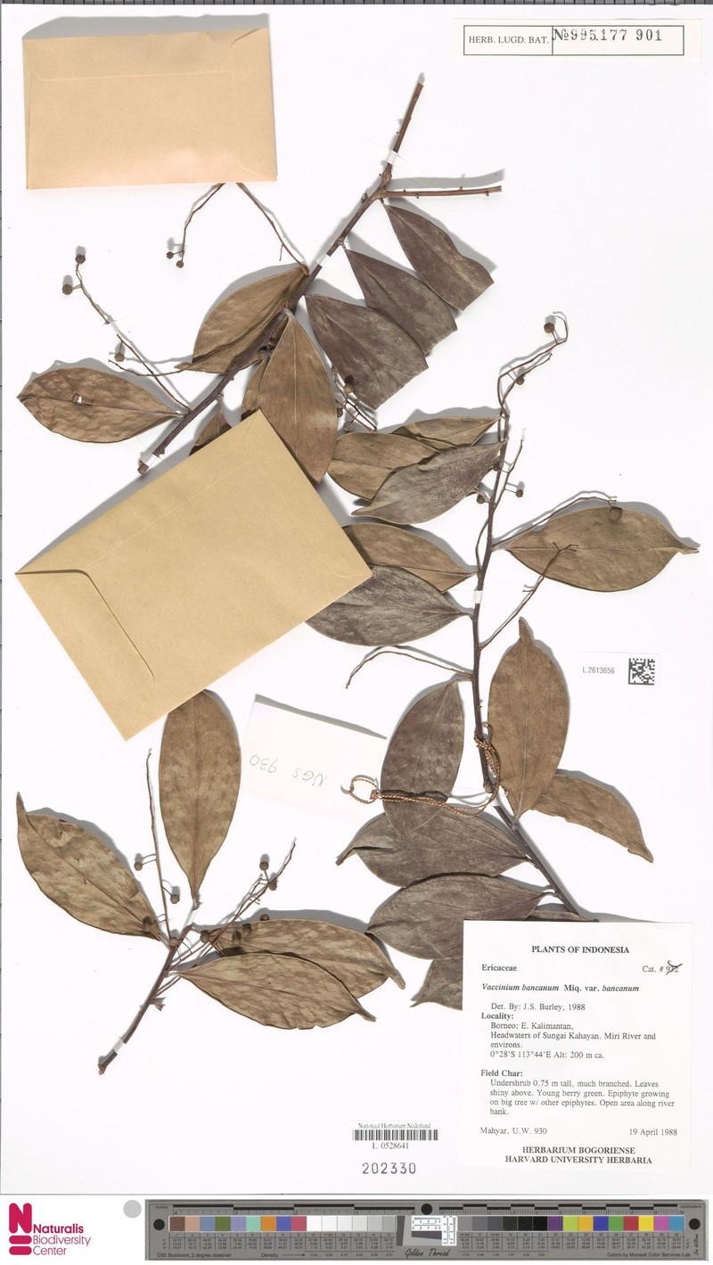 Vaccinium bancanum var. bancanum photo 2