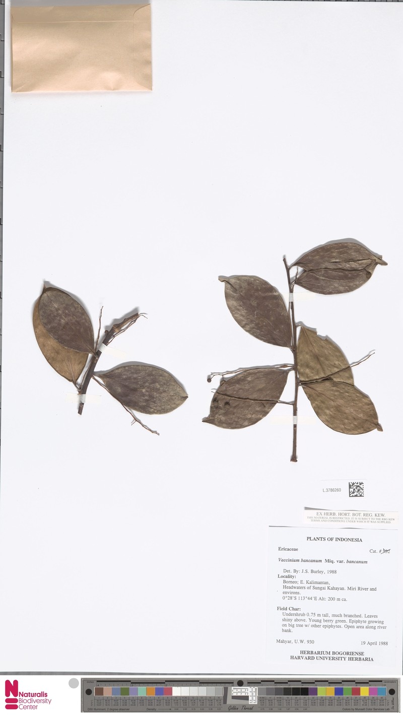Vaccinium bancanum var. bancanum photo 3