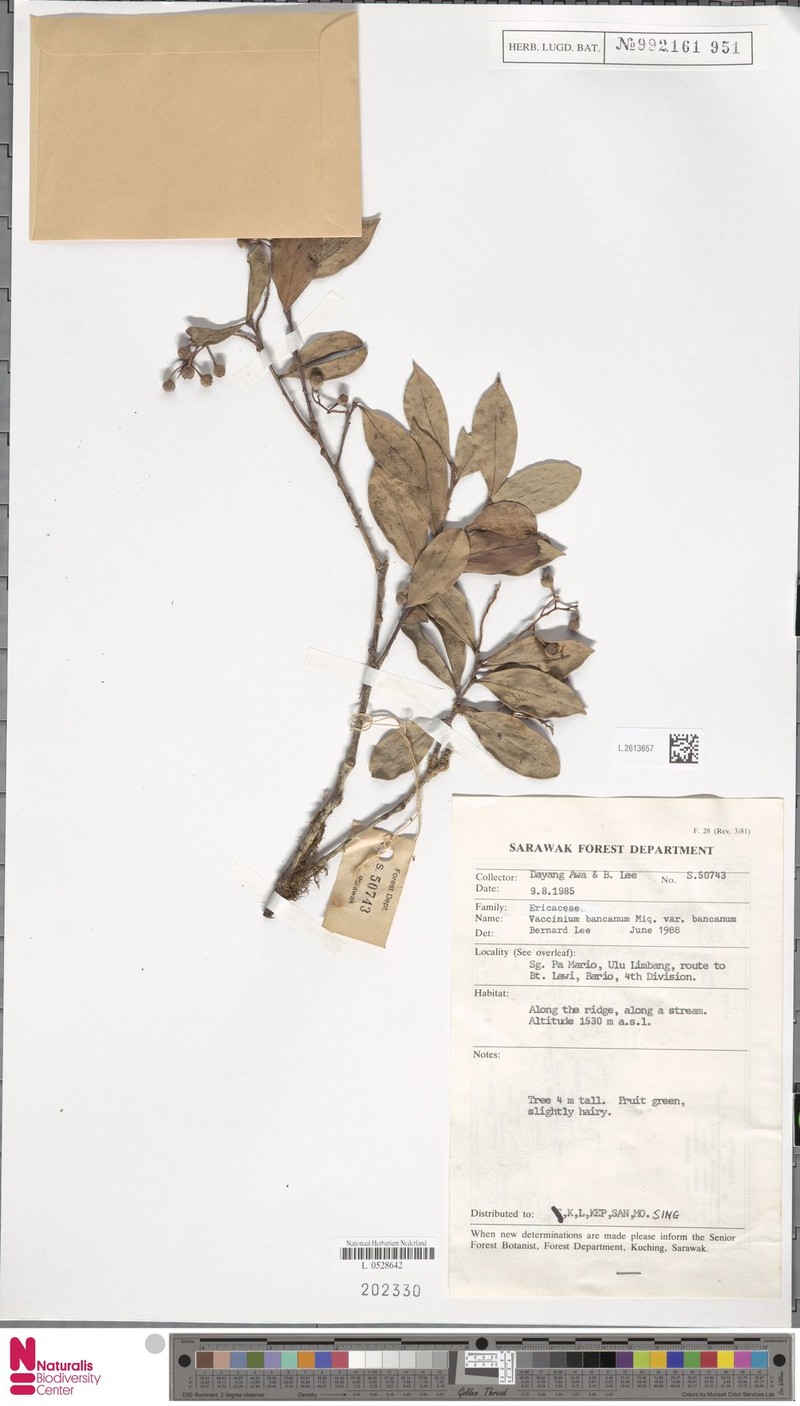 Vaccinium bancanum var. bancanum photo 4