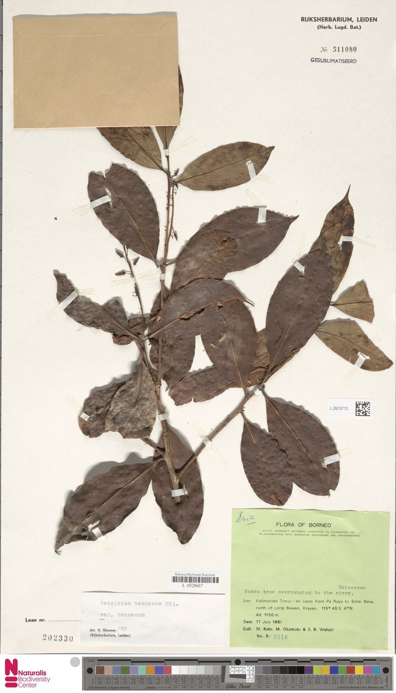 Vaccinium bancanum var. bancanum photo 6