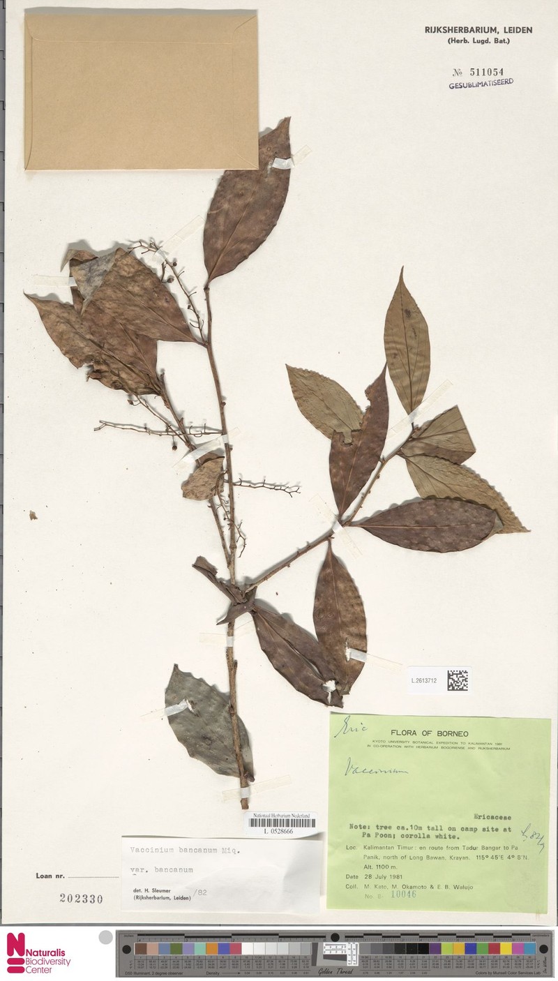 Vaccinium bancanum var. bancanum photo 7