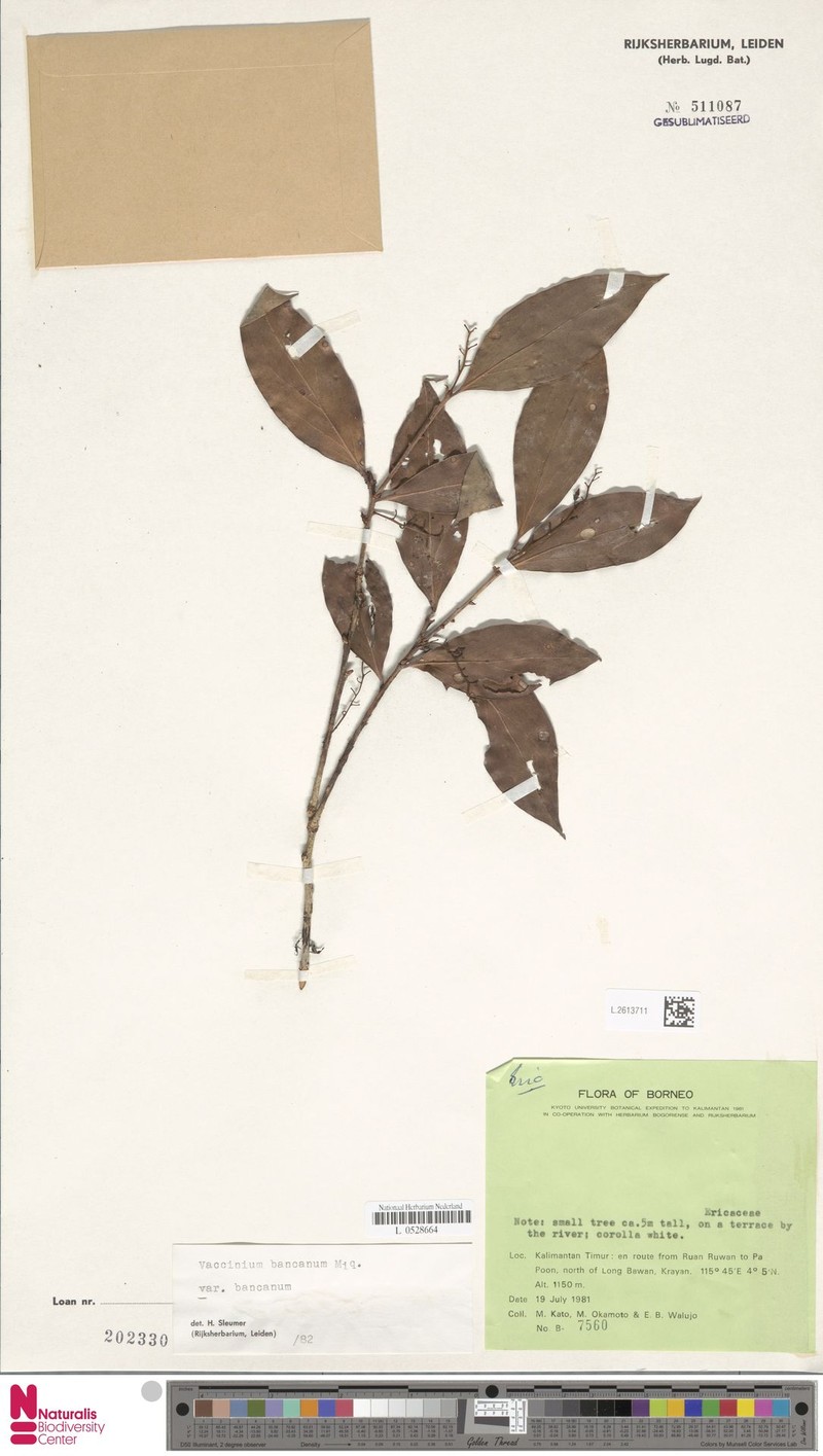 Vaccinium bancanum var. bancanum photo 8