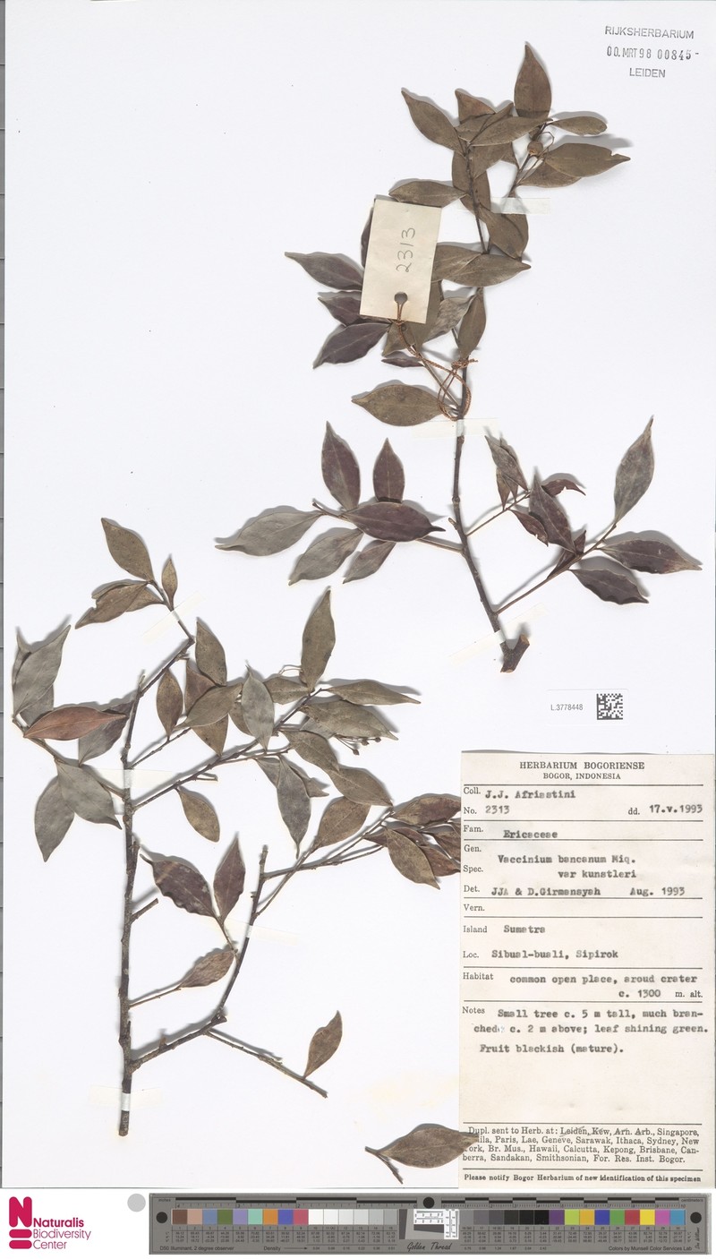 Vaccinium bancanum var. kunstleri