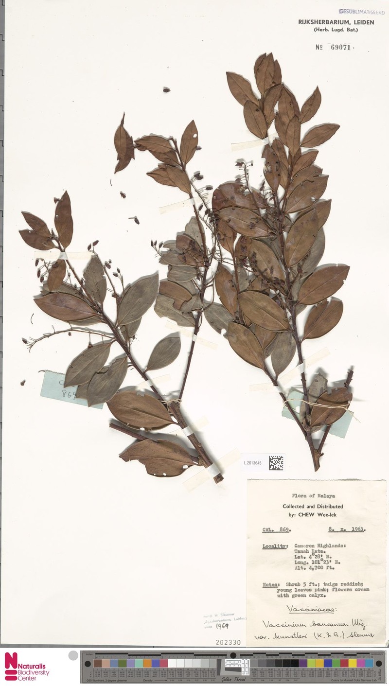 Vaccinium bancanum var. kunstleri photo 2