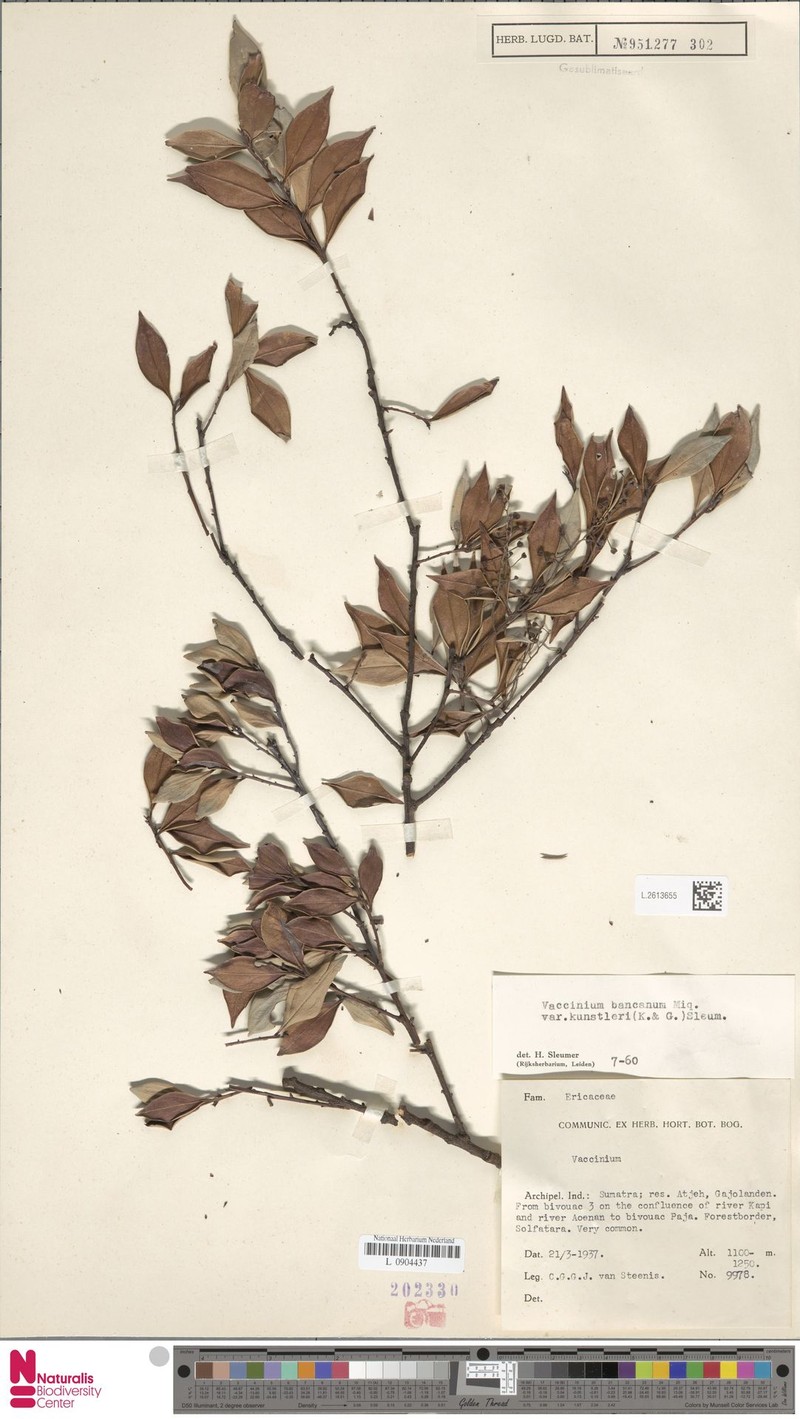 Vaccinium bancanum var. kunstleri photo 3