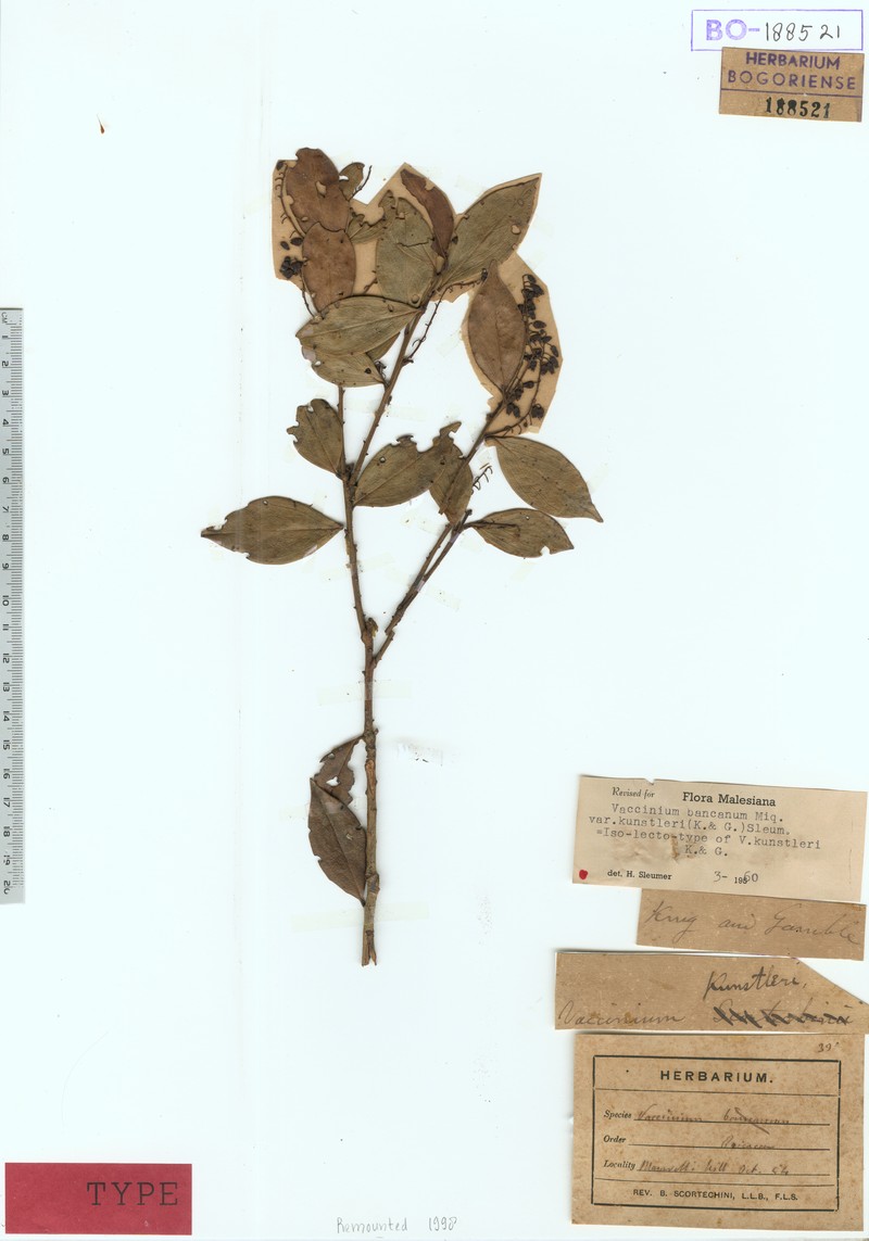Vaccinium bancanum var. kunstleri photo 5