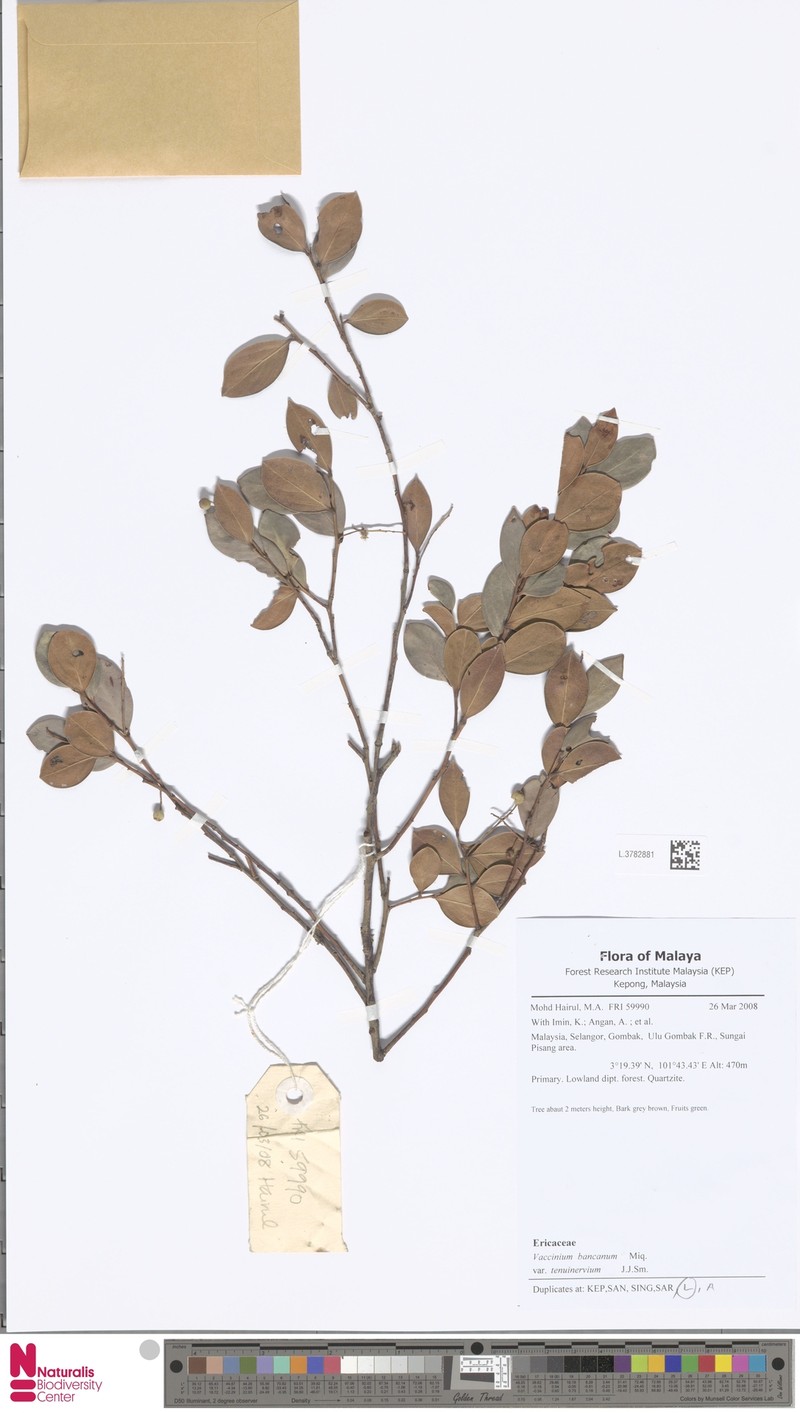 Vaccinium bancanum var. tenuinervium