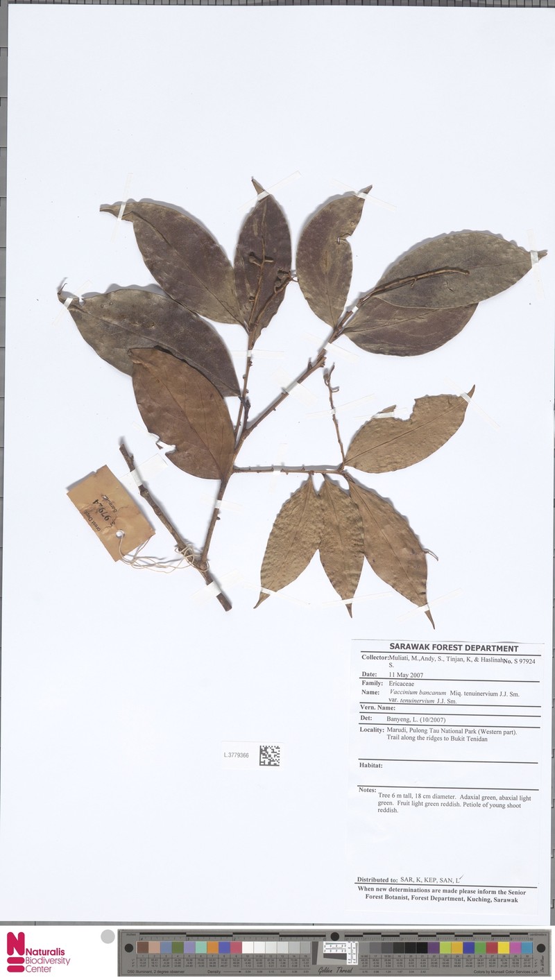 Vaccinium bancanum var. tenuinervium photo 2