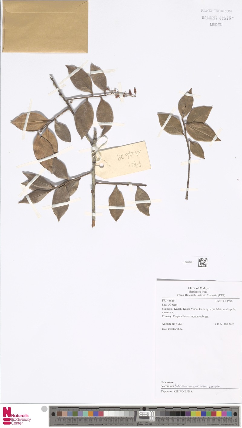 Vaccinium bancanum var. tenuinervium photo 3