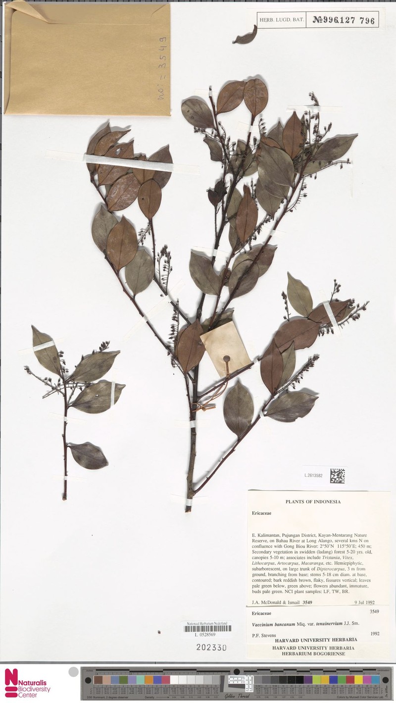 Vaccinium bancanum var. tenuinervium photo 4