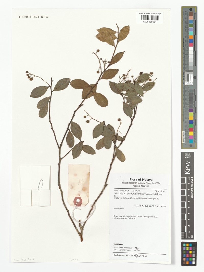 Vaccinium bancanum var. tenuinervium photo 5