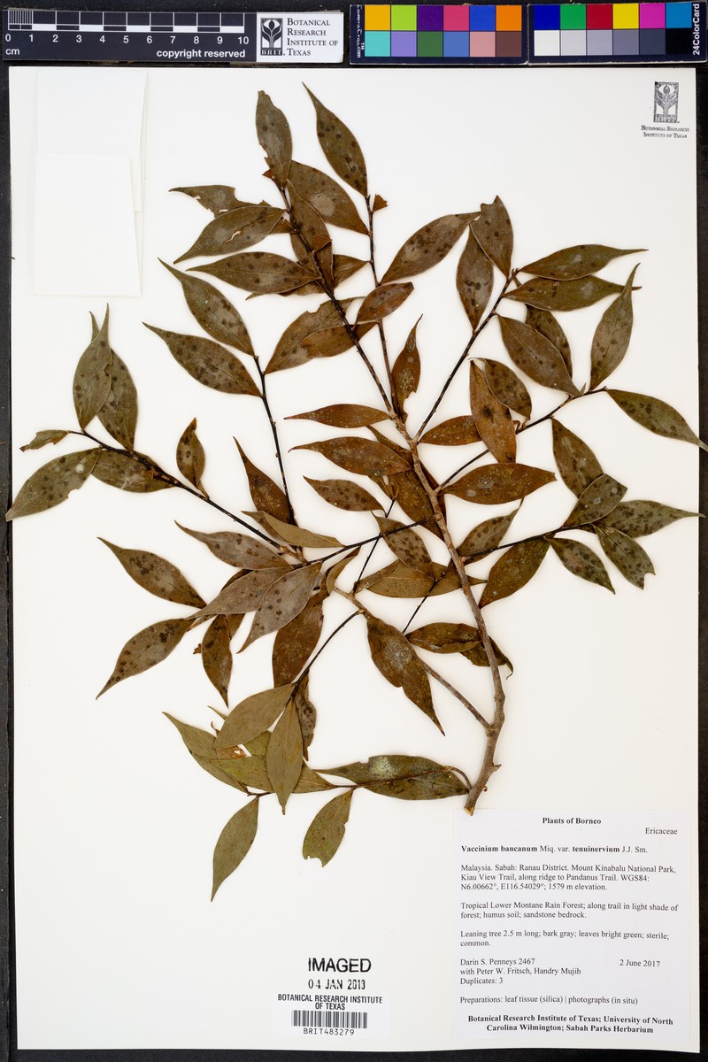 Vaccinium bancanum var. tenuinervium photo 6
