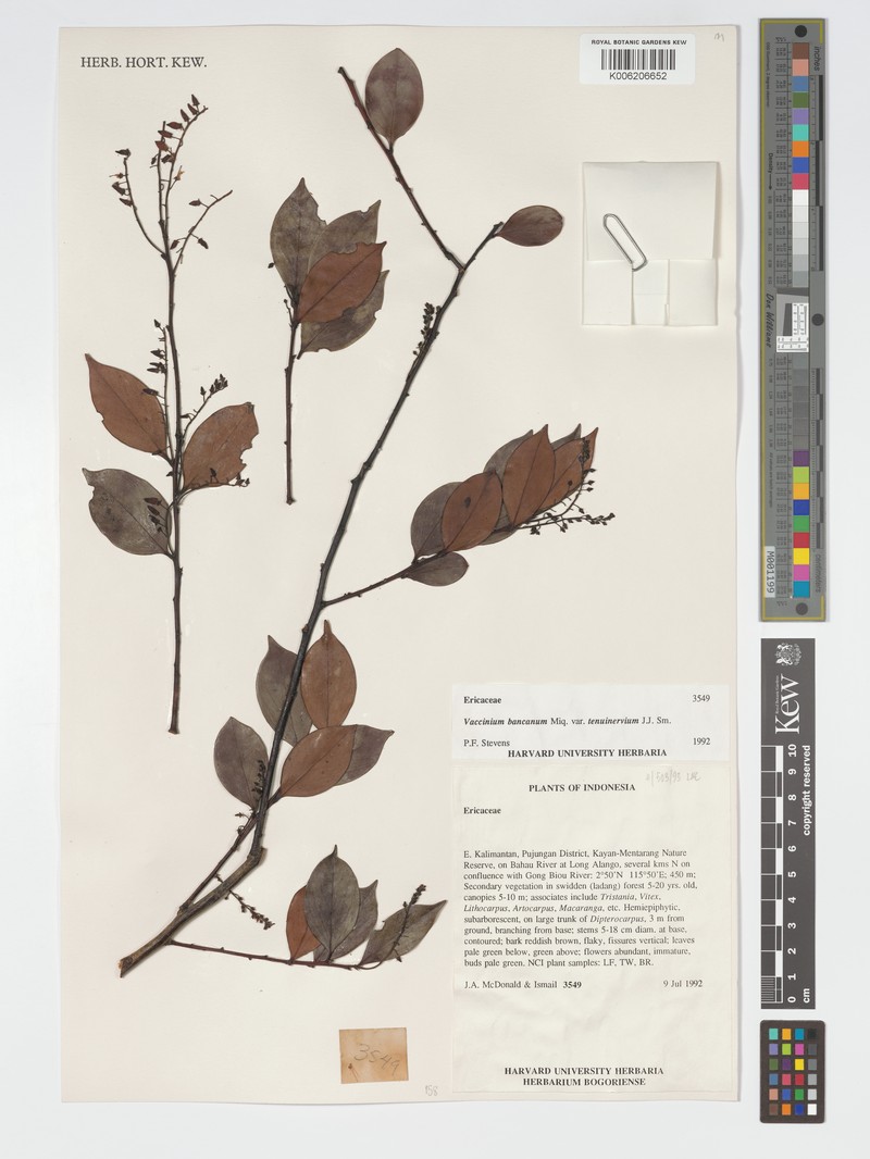 Vaccinium bancanum var. tenuinervium photo 8