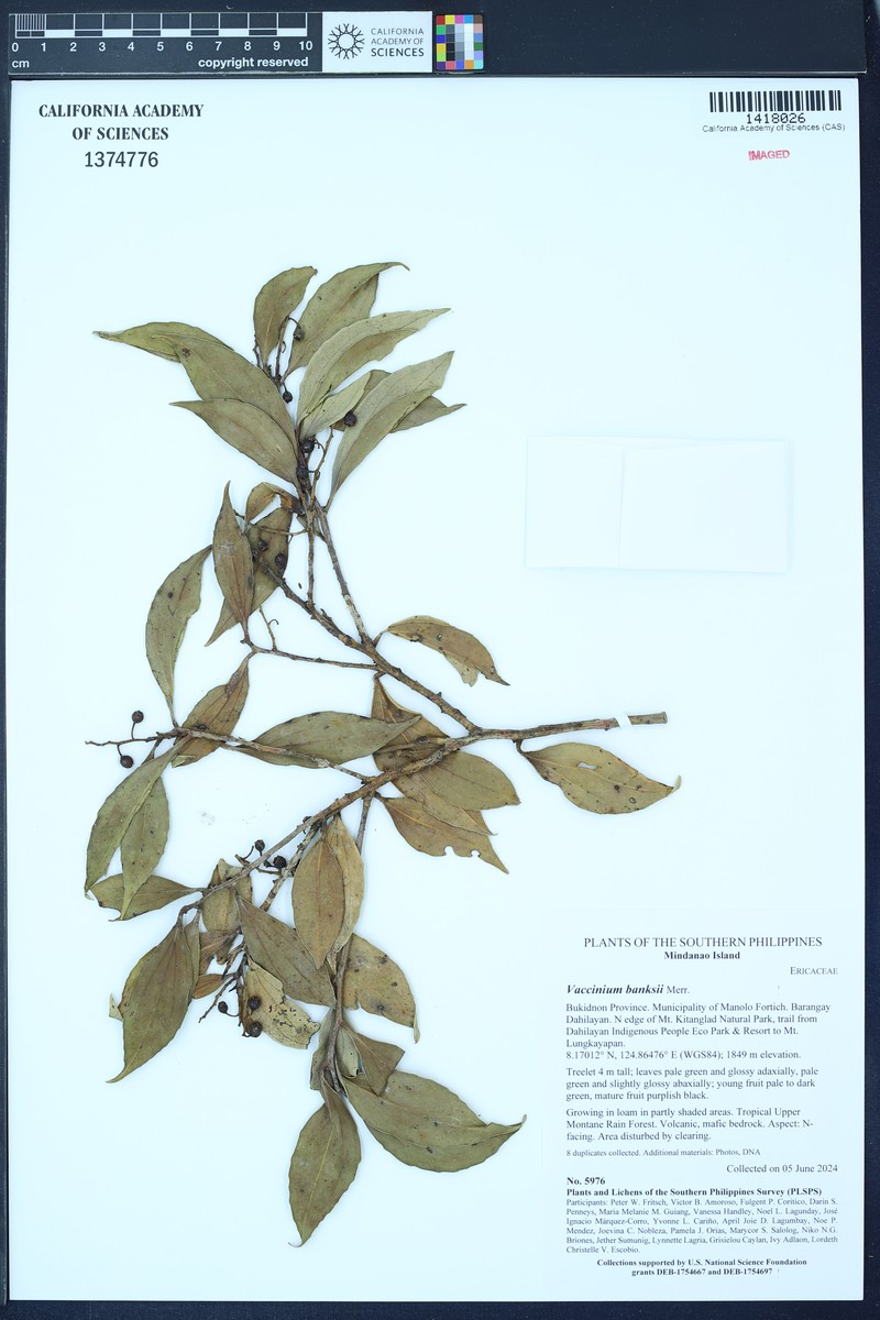 Vaccinium banksii
