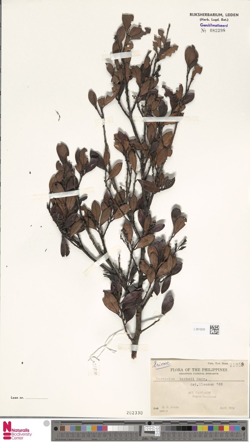 Vaccinium banksii photo 2