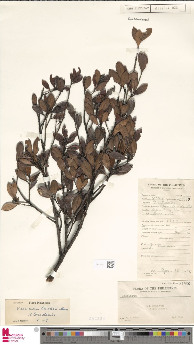 Vaccinium banksii photo 3