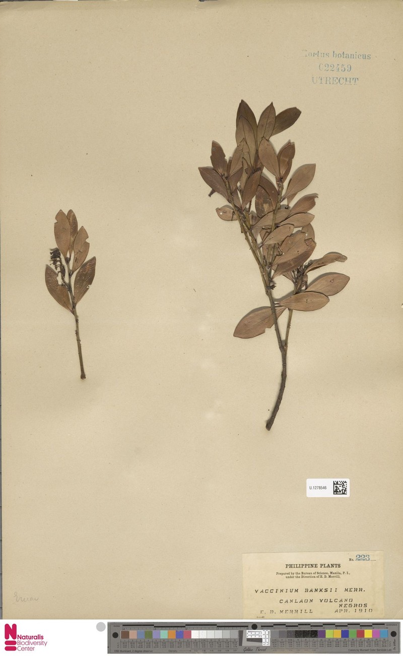 Vaccinium banksii photo 4