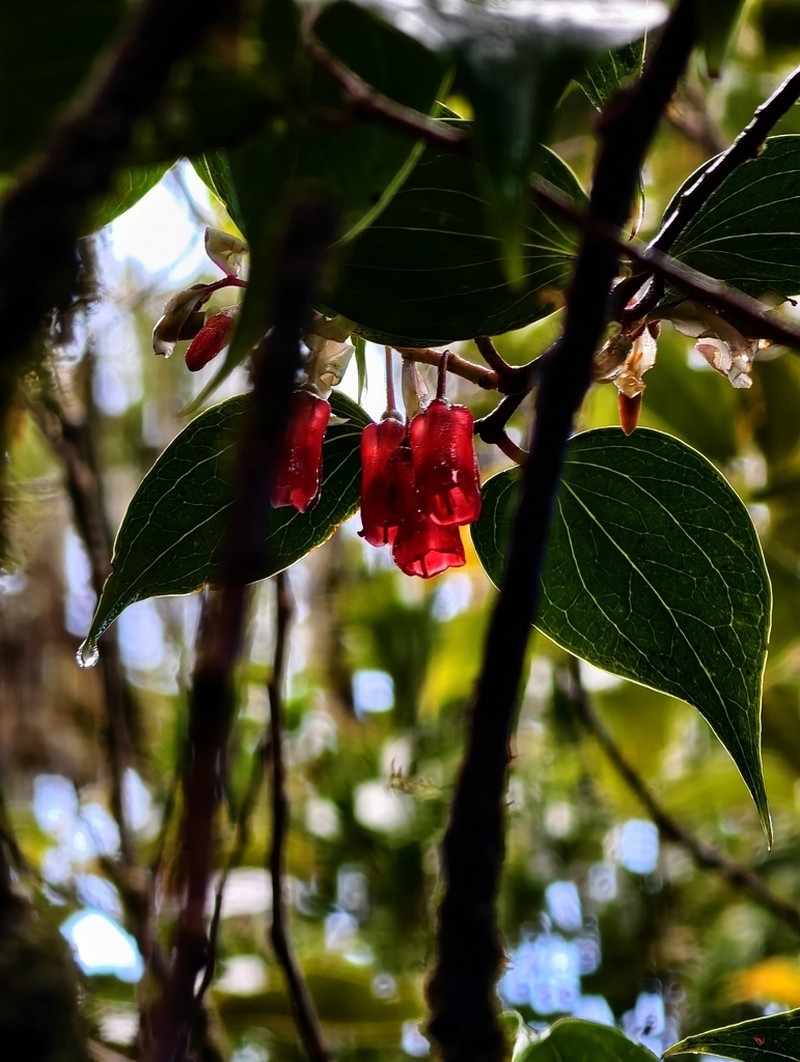 Vaccinium barandanum
