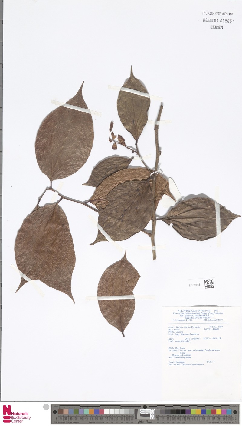 Vaccinium barandanum photo 3