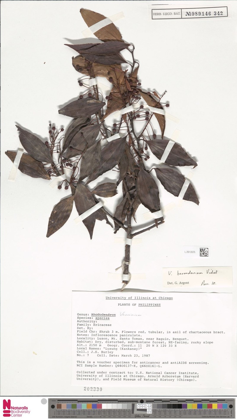 Vaccinium barandanum photo 4
