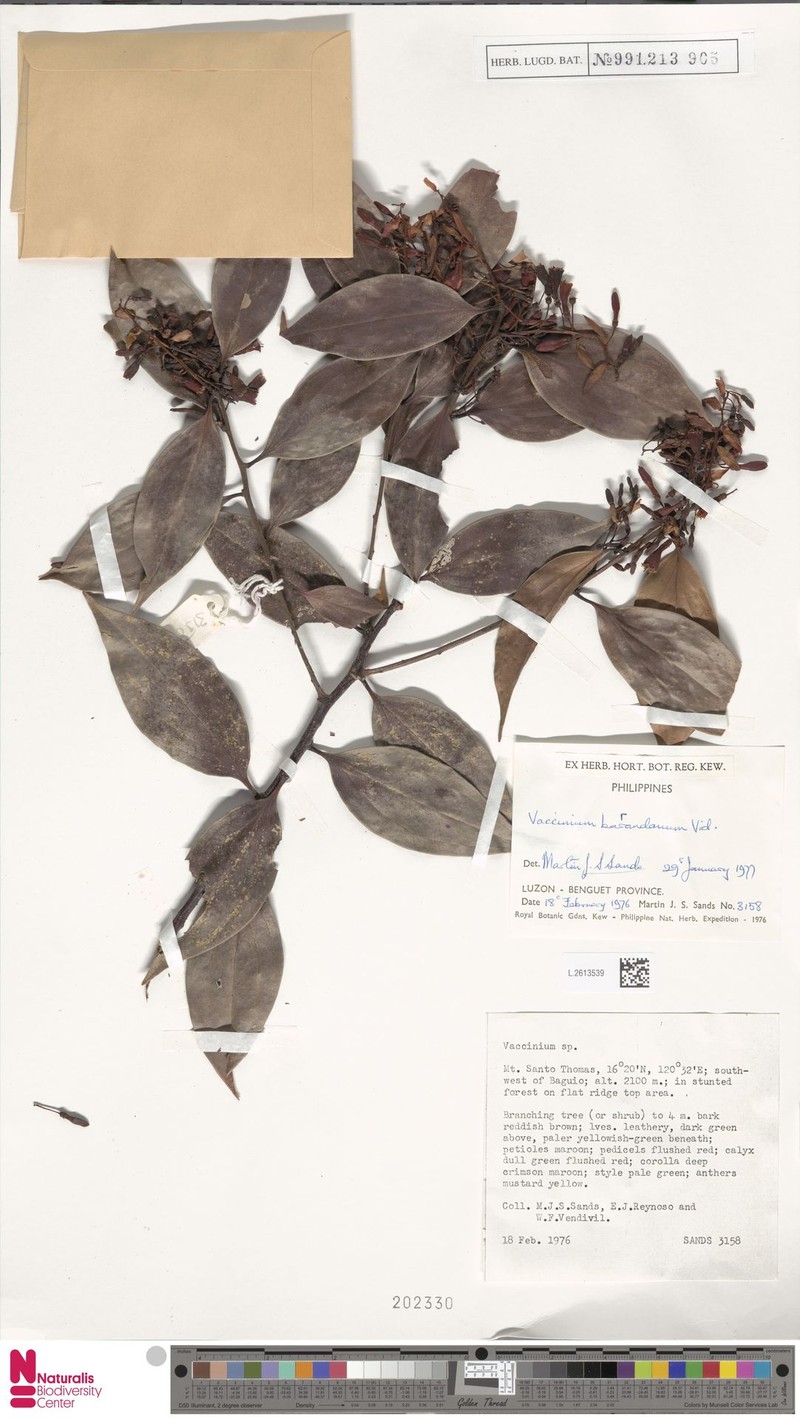 Vaccinium barandanum photo 6